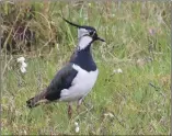  ?? ?? Lapwing calls take them to the next level, surely one of the most memorable instrument­s of the bird orchestra, says Mullman Daniel Brooks