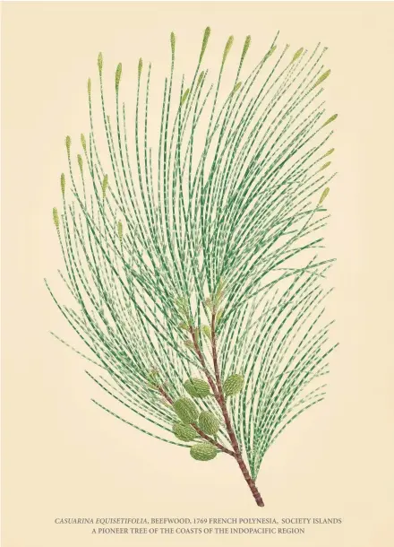  ??  ?? CASUARINA EQUISETIFO­LIA, BEEFWOOD, 1769 FRENCH POLYNESIA, SOCIETY ISLANDS A PIONEER TREE OF THE COASTS OF THE INDOPACIFI­C REGION