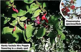  ?? ?? Hardy fuchsia Mrs Popple flowering in a shady spot