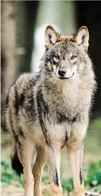 ?? SYMBOLBILD: SN/DPA/THISSEN ?? Ein Wolf soll inzwischen rund 25 Schafe und Ziegen im Pongau getötet oder verletzt haben.