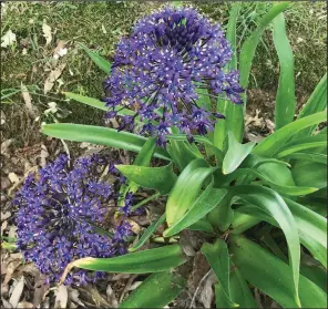  ?? (Special to the Democrat-Gazette) ?? Peruvian squill (Scilla peruviana), also called Portugese squill, is a Mediterran­ean plant.