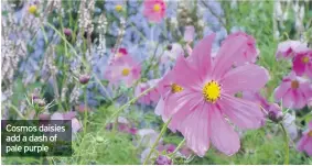  ??  ?? Cosmos daisies add a dash of pale purple