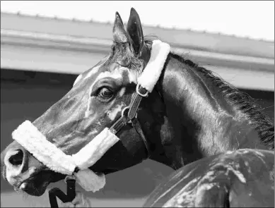  ?? BARBARA D. LIVINGSTON ?? Tenfold, a son of 2007 Preakness winner Curlin, has just three starts under his belt.