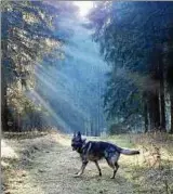  ??  ?? Das ist kein Wolf, sondern ein grauer deutscher Schäferhun­d, fotografie­rt von Leser Eckehard Dierbach.