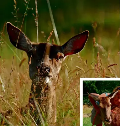  ??  ?? Far Left Top: Cleaning out the trough
Far Left Bottom: Ruby inspects the line-up
Left: Ruby in the long grass
Below: Time for a shower