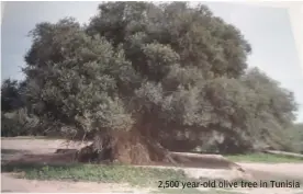  ??  ?? 2,500 year-old olive tree in Tunisia