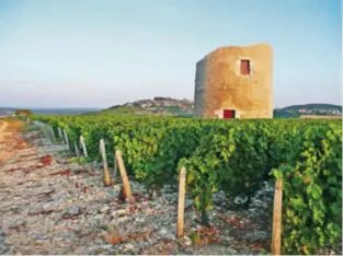  ??  ?? Le vignoble sancerrois s’étend sur de magnifique­s collines parfaiteme­nt adaptées à la culture de la vigne. Le sauvignon y offre une grande sensation minérale et y vieillit avec grâce.