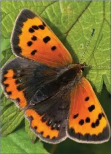  ??  ?? The Small Copper has lovely autumn colours on display in early summer.