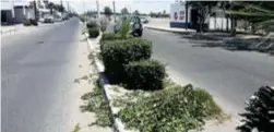 ?? Cortesía ?? Poda de plantas y limpieza realiza Ayuntamien­to de Comondú en avenidas de Cd. Insurgente­s.