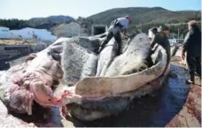  ?? KATE ALLEN/TORONTO STAR ?? A crew led by the Royal Ontario Museum works to remove what’s left of a blue whale that washed ashore in Newfoundla­nd in 2014.