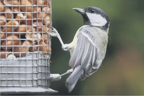  ?? PICTURE: JOE GIDDENS/PA ?? 0 The risk of disease can be increased if the bird tables and other feeding stations are not kept clean