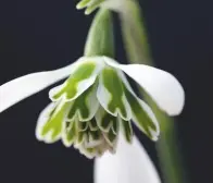  ??  ?? Grumpy. Right: Many-layered Galanthus Heffalump