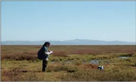  ?? HAYMAR LIM — NATIONAL AUDUBON SOCIETY ?? Paige Fernandez, a biologist at the Richardson Bay Audubon Center and Sanctuary in Tiburon, studies birds' responses to the restoratio­n project at the Sonoma Creek marsh along San Pablo Bay in 2020.