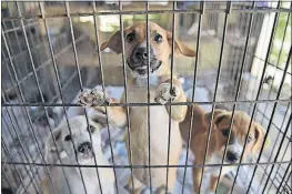  ??  ?? Puppies look out of a cage at the Canita Sanctuary.