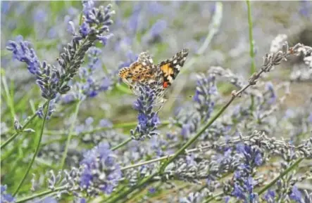  ?? Photos courtesy Colorado State University ?? Lavendula “Phenomenal Aster Kickin’ Purple”