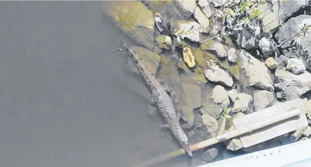  ?? Picture: BENITA WILLIAMS ?? SCALY VISITOR: A crocodile has been spotted swimming in Smiths Creek in Cairns.