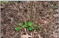  ?? (Special to the Arkansas Democrat-Gazette/Janet B. Carson) ?? When hydrangeas have been clobbered by cold, their spring growth appears only at the soil line, and the canes are dead.