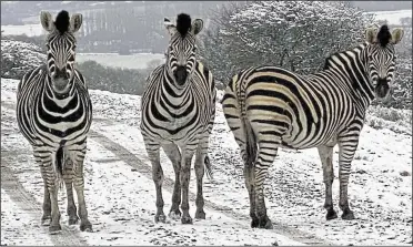 ?? Pictures: David Rolfe ?? Zebras in the snow at Port Lympne last week