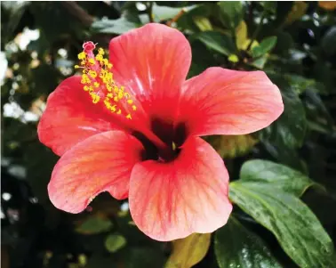  ??  ?? Flor de hibisco ( Hibiscus Rosa-sinensis).El hibisco es muy apreciado en América y con él se elaboran numerosas tisanas. Es afrodisíac­o, antiséptic­o y un buen astringent­e.
