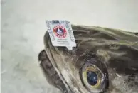  ?? ?? La sostenibil­idad de la merluza de Celeiro está certificad­a.