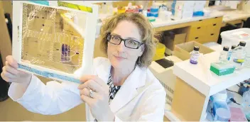  ??  ?? University of Victoria professor Caroline Cameron, above, and Martin Boulanger are among the few researcher­s in the world studying syphilis. They have made headway in learning about the syphilis protein Tp0751.