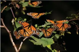  ?? Photograph: Anadolu Agency/Getty Images ?? Monarch butterflie­s (Danaus Plexippus) rest on a plant in El Rosario Butterfly Sanctuary, in Michoacan State, Mexico. Experts say there has been a drop in numbers at their wintering areas in Mexico.