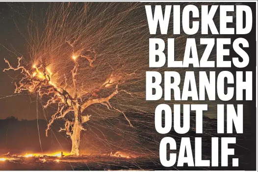  ??  ?? High winds send embers shooting from a flaming oak tree in Winsdor, Calif., as the Kinkade fire rages in Sonoma. SPARKS FLYING: