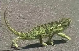  ??  ?? MOVE IT: The writer laments a YouTube clip in which a chameleon outperform­s him when it comes to the hippy hippy shakes.