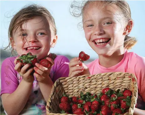  ?? Photo: Liam Kidston ?? STRAWBERRY FANS: Sienna Adamson, 5, of Logan Village, and sister Caitlin Adamson, 9, enjoy a few strawberri­es at Wellington Point.