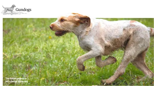  ??  ?? The Italian spinone is not a fast or flashy dog