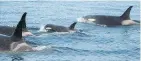  ?? noaa ?? The sight of newborn orcas is becoming increasing­ly rare, Kurt Russo writes.