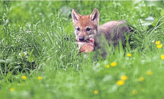  ??  ?? NATURAL ORDER: The reintroduc­tion of wolves and other wild creatures to Scotland could have significan­t ecological benefits.