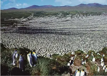  ?? — AFP ?? Before the
decline: This handout photo taken in 1982 shows a twomillion-strong king penguin colony on Ile aux Cochon, part of France’s Iles Crozet archipelag­o. The world’s largest colony of king penguin has declined by nearly 90% in three decades,...