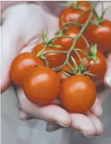  ?? ?? Above: Cherry tomatoes are good value and ideal for beginner growers; and (left) the Royal Tasmanian Botanical Gardens’ annual tomato sale is on this Saturday 11am – 3pm. Main picture: Luke Bowden.