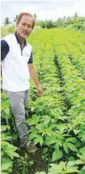  ??  ?? DANTE DELIMA, operations manager of Atisco farm, poses with black sesame in their vegetative stage. One purpose of growing the crop is to show the potential of this minor crop as a money-maker. Because sesame is not produced in big commercial scale in...