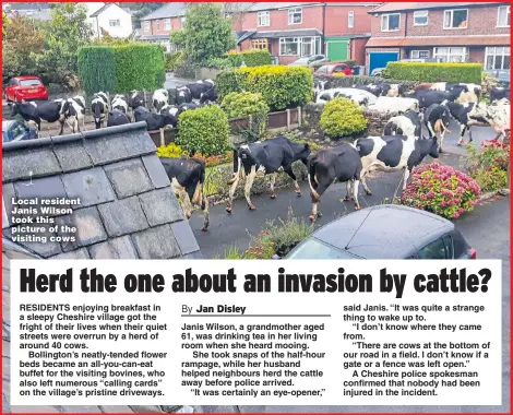  ?? Picture: MERCURY PRESS ?? Local resident Janis Wilson took this picture of the visiting cows Janis Wilson, a grandmothe­r aged 61, was drinking tea in her living room when she heard mooing.
She took snaps of the half-hour rampage, while her husband helped neighbours herd the...