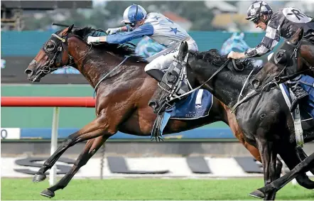  ?? TRISH DUNELL ?? Sir Charles Road is chasing a $200,000 bonus for winning at Flemington today.