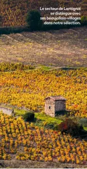  ??  ?? Le secteur de Lantignié se distingue avec ses beaujollai­s-villages dans notre sélection.