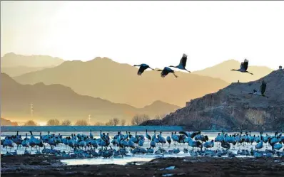  ?? PHOTOS BY ZHANG RUFENG / XINHUA ?? A large number of water birds, such as black-necked cranes and bar-headed geese, spend the winter at wetlands in the Tibet autonomous region’s Lhunzhub county.