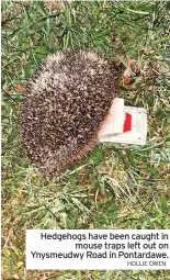  ?? HOLLIE OWEN ?? Hedgehogs have been caught in mouse traps left out on Ynysmeudwy Road in Pontardawe.