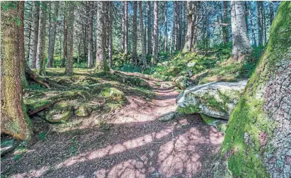  ?? KARIN HAMICH DREAMSTIME ?? Forest bathing is gaining a following as a way to reduce stress and anxiety and increase energy by moving mindfully through nature.