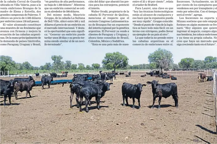  ?? (LA VOZ / ARCHIVO) ?? Reproducto­res. La cabaña El Porvenir de Walter Orodá posee un plantel de más de 700 madres Brangus de elite. Desde Quilino, exporta embriones a Uruguay y a Paraguay.