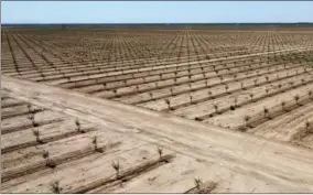  ?? PHOTO BY LOIS HENRY/SJV WATER ?? A newly planted almond orchard stretches the horizon near Kimberlina Road and Highway 99 in Kern County.