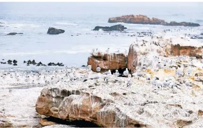  ??  ?? Bis zu 20.000 Kap-Tölpel bevölkern die kleine Insel Bird Island vor dem Hafen von Lamberts Bay.