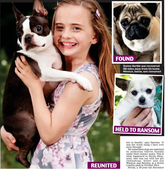  ??  ?? FOUND
HELD TO RANSOM
REUNITED
Joy: Isla Meskimmon with her family’s Boston terrier Dolly, who was found after a national appeal Stolen: Herbie Herbiewas was recovered 100 miles away from his home. Winston,o, below,eo, was ransomedoe