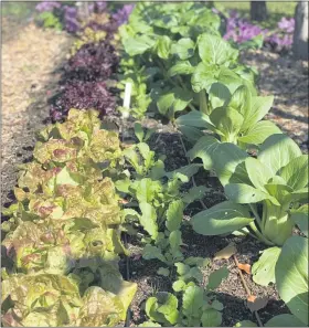  ?? LEE REICH— THE ASSOCIATED PRESS ?? This undated photo shows a vegetable bed in New Paltz, N.Y. Frost is no problem for coldhardy vegetables such as lettuce and Chinese cabbage, which thrive in cold weather.