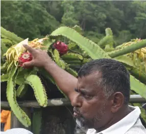  ??  ?? Faizal Khan explains to the participan­ts about Dragon fruit.