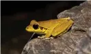  ??  ?? The stony creek frog is one of the species hit by this mysterious outbreak. Photograph: Peter Yeeles/Alamy