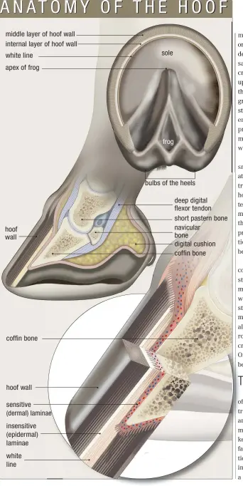  ??  ?? middle layer of hoof wall internal layer of hoof wall white line apex of frog hoof wall coffin bone hoof wall
sensitive (dermal) laminae insensitiv­e (epidermal) laminae white line sole frog bulbs of the heels
deep digital flexor tendon short pastern...