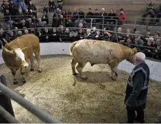  ??  ?? 2016 born Charolais cross bullocks sold for €2,000 each with an average weight 772kg at Headford mart.